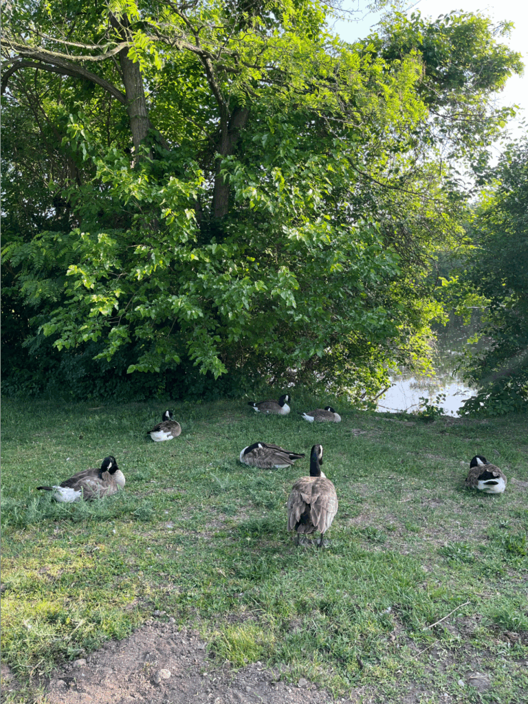 gallup park geese